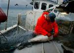 Danske fiskere får nu lov til at fange flere torsk i Østersøen. - Arkivfoto: Claus Bonnerup 