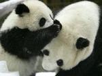 Kinesiske videnskabsfolk vil satellit-overvåge kæmpe-pandaers sex-liv - Foto: AP 