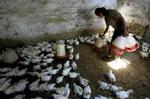 Denne kinesiske fugleavler fik konfiskeret 1000 kyllinger, efter at fugleinfluenza i juni brød ud Kinas vestlige region Xinjiang. - Foto: AP 