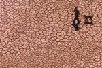 En mand lufter sin hund på et udtørret vandreservoir i Alcora i det østlige Spanien.   Arkivfoto: Fernando Bustamante/AP 