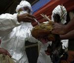 Indonesiske forskere undersøger en kylling, der formentlig er død som følge af fugleinfluenza. - Arkivfoto: AP 