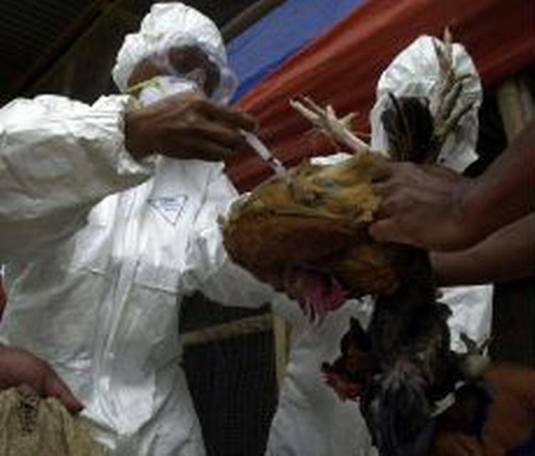 Indonesiske forskere undersøger en kylling, der formentlig er død som følge af fugleinfluenza. - Arkivfoto: AP 