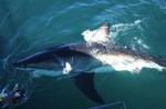 Hajen Nicole har dokumenteret en sammenhæng mellem hajbestande i Afrika og Australien, da hajen tog turen på tværs af oceanet og tilbage igen - 19.300 km i alt. - Foto: AP 