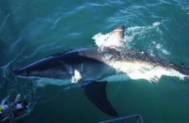 Hajen Nicole har dokumenteret en sammenhæng mellem hajbestande i Afrika og Australien, da hajen tog turen på tværs af oceanet og tilbage igen - 19.300 km i alt. - Foto: AP 