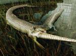 Mødet mellem en fire meter lang python-slange og en alligator i Everglades endte med, at kvælerslangen eksploderede, mens den var i gang med at sluge alligatoren. - Foto: AP 