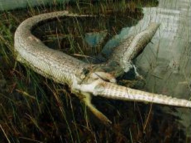Mødet mellem en fire meter lang python-slange og en alligator i Everglades endte med, at kvælerslangen eksploderede, mens den var i gang med at sluge alligatoren. - Foto: AP 
