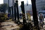 Træerne langs søerne i det indre København er ved at blive fældet som del af Københavns Kommunes bestræbelser på at få 40 procents færre trafikuheld i 2012. - Foto: Finn Frandsen 