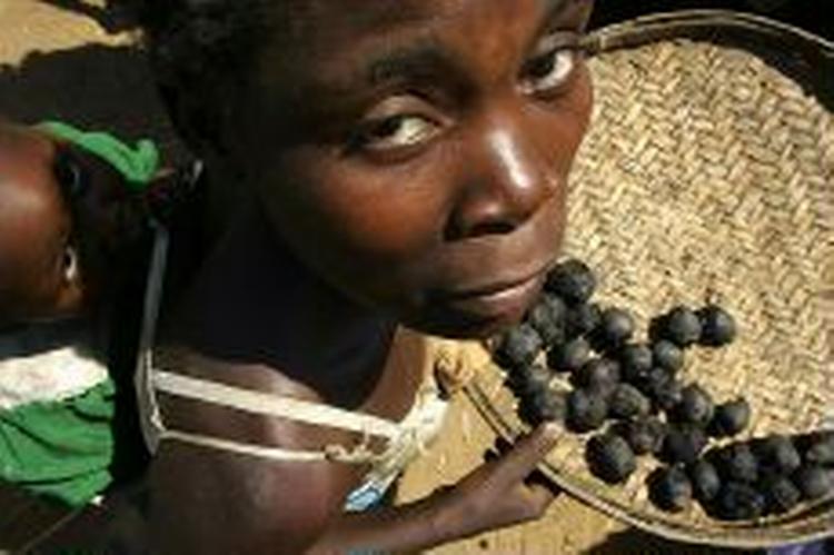 Dona Kijani fra Malawi viser nogle af de vandliljer, hun har hentet i floder fyldt med krokodiller. Hendes barn får diarre af liljerne, men de er det eneste føde i området. - Foto: AP 