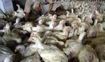 INDONESIA BIRD FLU