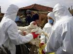 EU slår nu fugleinfluenza-alarm i Tyrkiet, efter det har vist sig at være den farlige type, H5H1, der er fundet blandt fjerkræ i landet - Foto: AP 