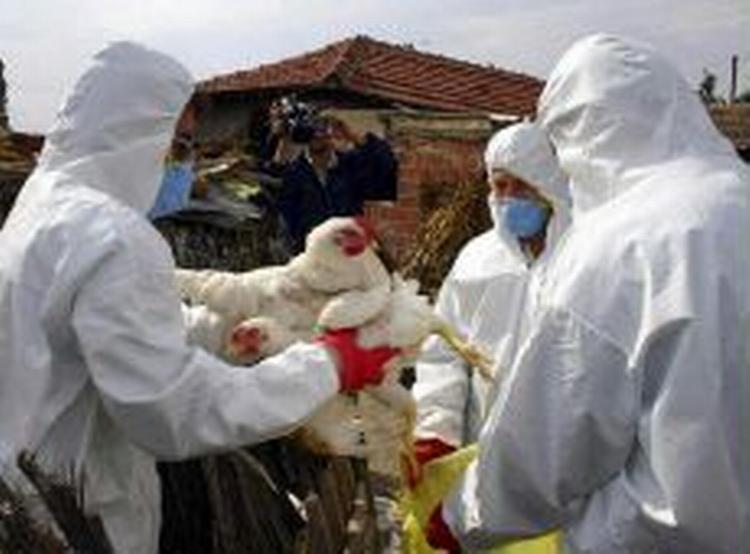 EU slår nu fugleinfluenza-alarm i Tyrkiet, efter det har vist sig at være den farlige type, H5H1, der er fundet blandt fjerkræ i landet - Foto: AP 