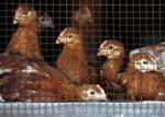CHINA BIRD FLU