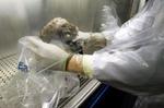 En død and undersøges på et laboratorium i Italien. Mandag krøb fugleinfluenzaen ind over EU's grænser, da virus blev konstateret i Grækenland. - Foto: AP 