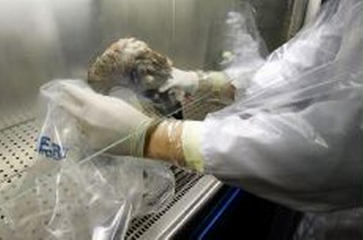 En død and undersøges på et laboratorium i Italien. Mandag krøb fugleinfluenzaen ind over EU's grænser, da virus blev konstateret i Grækenland. - Foto: AP 