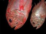 Fiskeriet er for intensivt i dybhavet, og det truer mange arter som den orange savbug (billedet) og mange hajarter.   Foto: WWF 