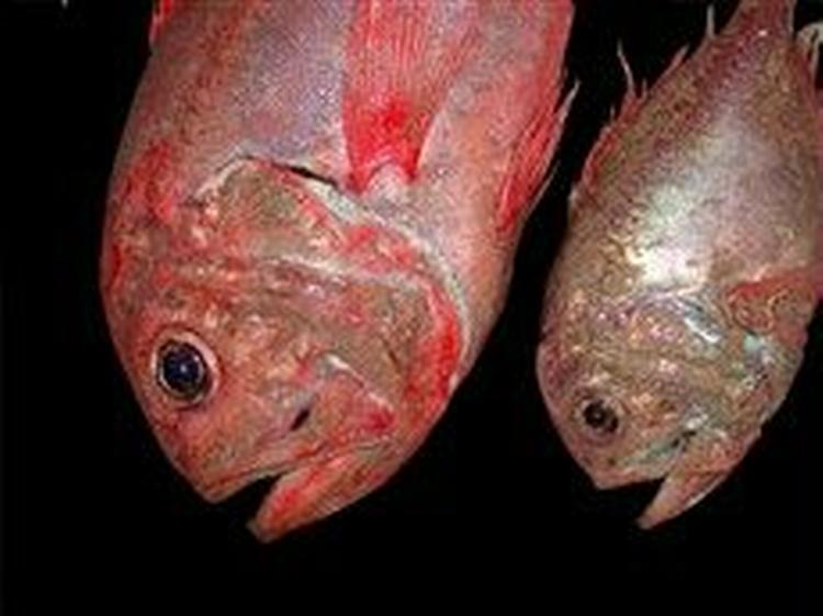 Fiskeriet er for intensivt i dybhavet, og det truer mange arter som den orange savbug (billedet) og mange hajarter.   Foto: WWF 
