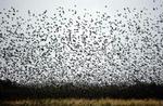 Stære på træk kan flytte fugleinfluenza over landegrænserne. - Foto: Pelle Rink 