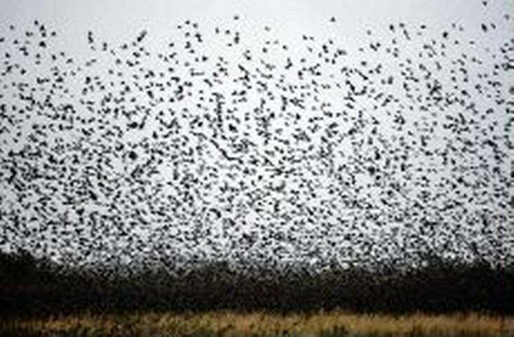 Stære på træk kan flytte fugleinfluenza over landegrænserne. - Foto: Pelle Rink 