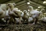Fugleinfluenza har taget flere millioner kyllingeliv. - Foto: Peter Hove Olesen 