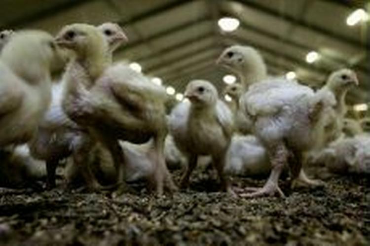 Fugleinfluenza har taget flere millioner kyllingeliv. - Foto: Peter Hove Olesen 