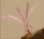 Forskerne vil nu undersøge ormen yderligere i laboratoriet. - Foto: Natural History Museum 