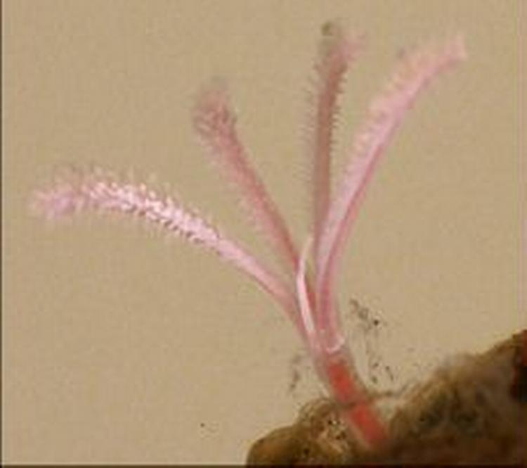 Forskerne vil nu undersøge ormen yderligere i laboratoriet. - Foto: Natural History Museum 