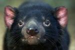 Australiens vilde djævlebestand lider af en smitsom sygdom. - Foto: AP 