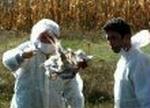 MACEDONIA BIRD FLU