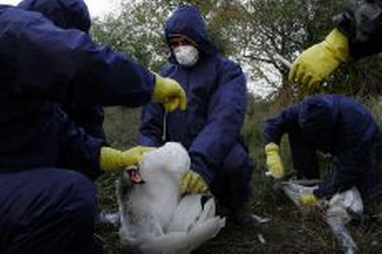 Veterinærarbejdere tager prøver fra en svane i Rumænien. - Arkivfoto: AP 