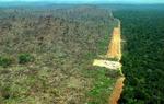 Massiv skovrydning i Terra do Meio i Brasilien. - Arkivfoto: AP 