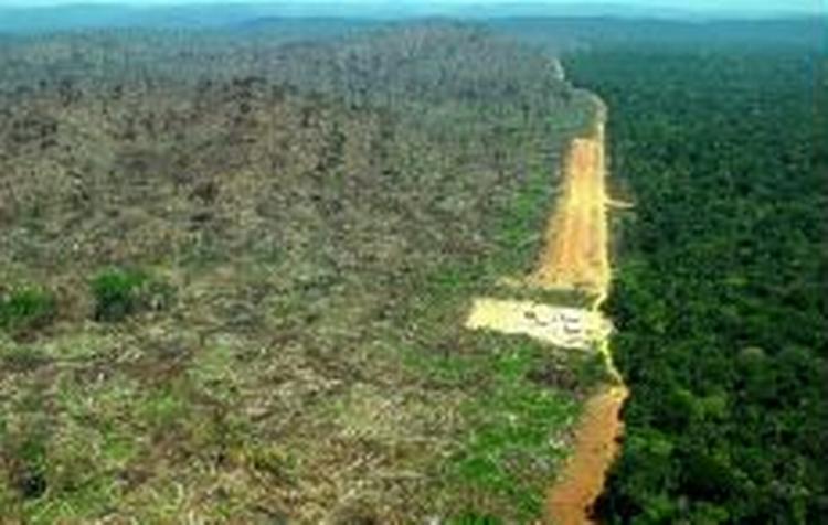 Massiv skovrydning i Terra do Meio i Brasilien. - Arkivfoto: AP 