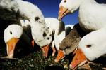 Økologer er bekymrede over forbuddet mod fritgående fjerkræ. Det går ud over kvalitet og dyrevelfærd - og økologien i længden. - Arkivfoto: Mads Nissen 
