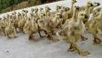 CHINA BIRD FLU