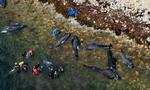 Næsten 60 hvaler begik selvmord på en strand i det sydlige Australien. Redningsarbejdere formåede kun at redde få hvaler. - Foto: AP 