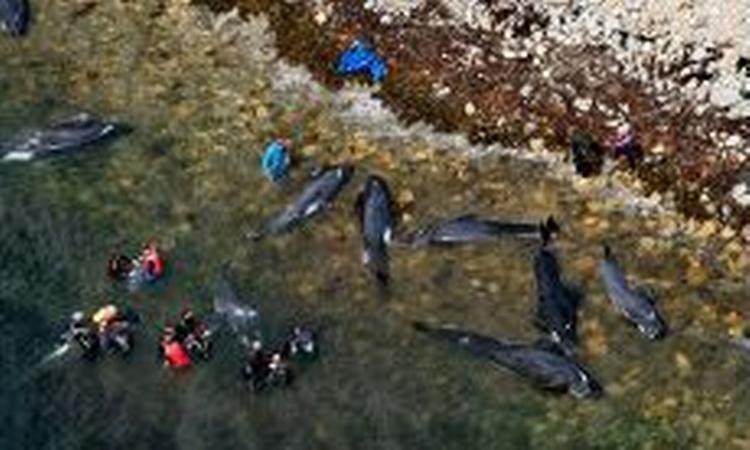 Næsten 60 hvaler begik selvmord på en strand i det sydlige Australien. Redningsarbejdere formåede kun at redde få hvaler. - Foto: AP 