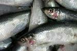 Regeringen har indgået et fiske-forlig med Dansk Folkeparti, som gerne skulle forbedre fiskernes økonomi og forny fiskeflåden. - Arkivfoto: Thomas Borberg 
