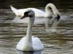 CROATIA BIRD FLU