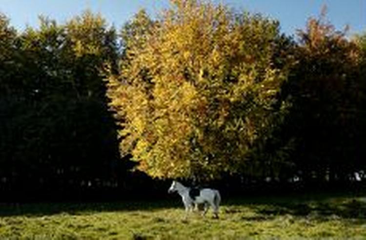 Efterårssol i Dyrehaven i Nordsjælland. - Arkivfoto: Martin Zakora 