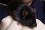 Hanmusens skønsag er små ultrasoniske skrig, der fremføres i ganske komplekse variationer. - Arkivfoto: AP 