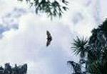 Bat in Tropical Sky