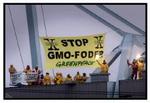 Greenpeace har flere gange advaret mod genmodificeret majs. Nu tillader EU brugen af majsen til dyr. - Arkivfoto: Claus Bonnerup 