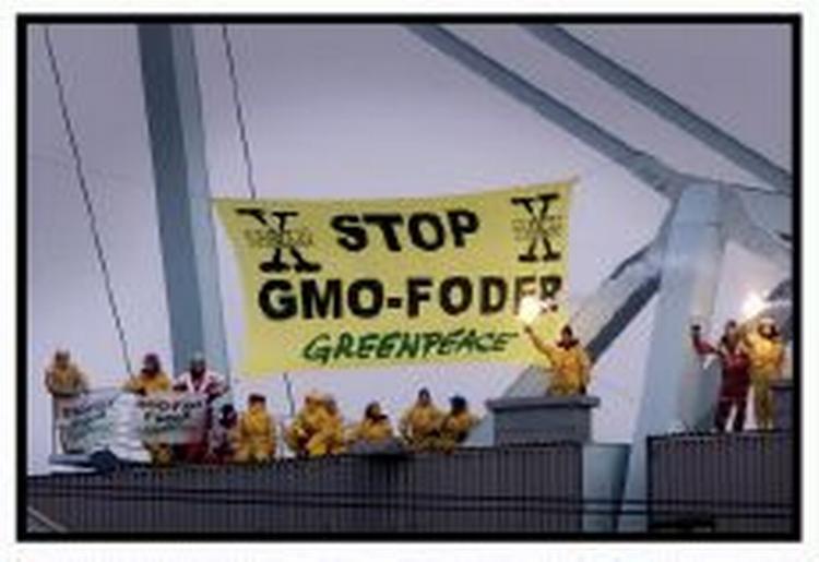 Greenpeace har flere gange advaret mod genmodificeret majs. Nu tillader EU brugen af majsen til dyr. - Arkivfoto: Claus Bonnerup 