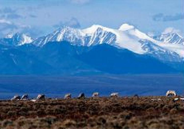 Den amerikanske senat siger ja til at tillade olieboringer i Alaskas naturreservat, Arctic National Wildlife Refuge - Foto: AP 
