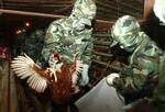 En 12-årig pige frygtes omkommet efter at være blevet smittet med fugleinfluenza. Seks millioner fugle er blevet slået ned i Kinas Xinhua-provins - Foto: AP 