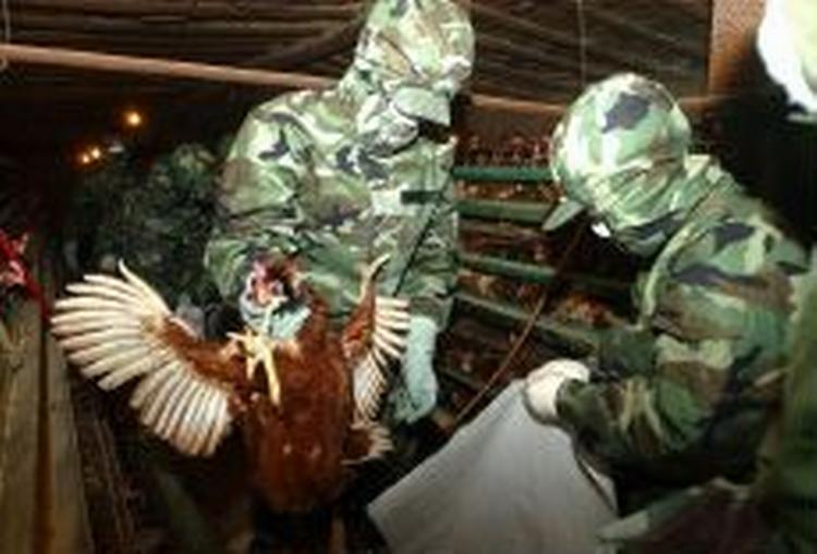 En 12-årig pige frygtes omkommet efter at være blevet smittet med fugleinfluenza. Seks millioner fugle er blevet slået ned i Kinas Xinhua-provins - Foto: AP 