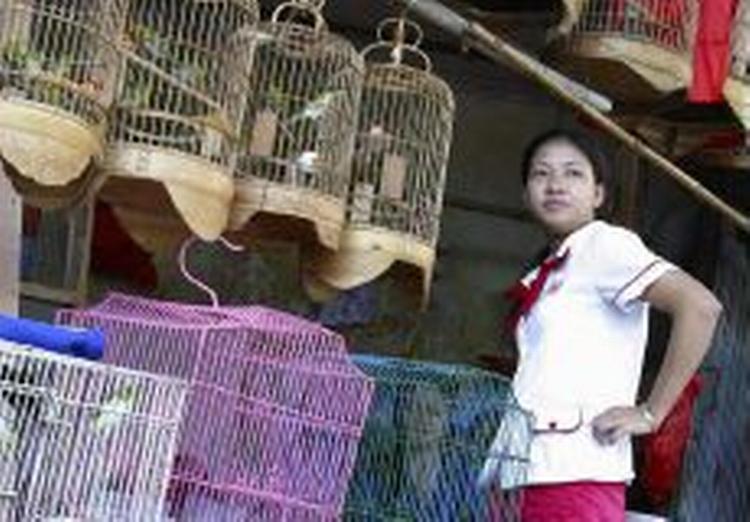 En kvinde sælger fugle på et marked i Hanoi, Vietnam. Landet er hårdt ramt af fugleinfluenza med 42 mennesker døde som følge af sygdommen. - Foto: AP 
