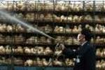 CHINA BIRD FLU