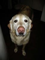 Hunde viser sig at være dygtige terapeuter. I en undersøgelse af hjertepatienter fik de fleste det bedre efter kontakt med for eksempel en golden retriever. - Arkivfoto: Thomas Borberg 