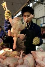 Kina har planlagt at vaccinere alle landets 14 milliarder styk fjerkræ. I dag fik Kina de første konstaterede tre tilfælde af smitte med fugleinfluenza hos mennesker. - Foto: AP 