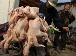 I dag er der konstateret endnu to tilfælde af fugleinfluenza hos mennesker i Kina. WHO frygter epidemier. - Foto: AP 